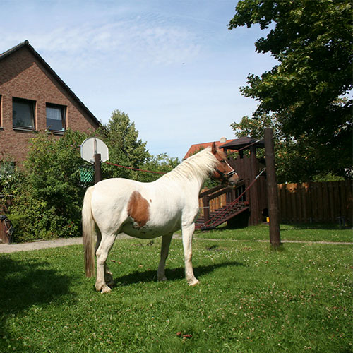 Josh Pferd Kinderheim Haus Regenbogen