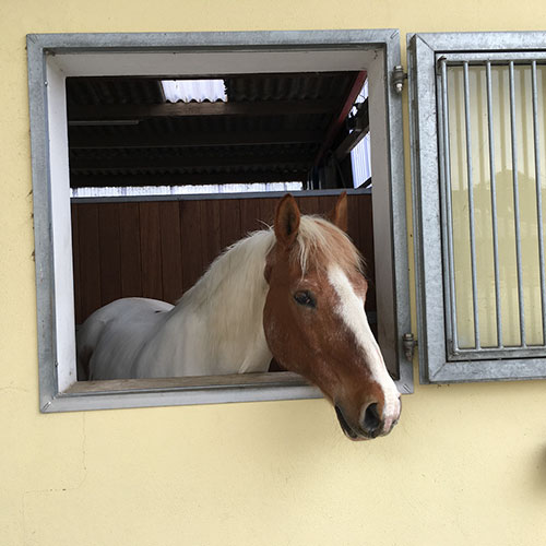 Josh Pferd Kinderheim Haus Regenbogen