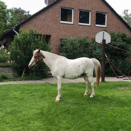 Josh Pferd Kinderheim Haus Regenbogen